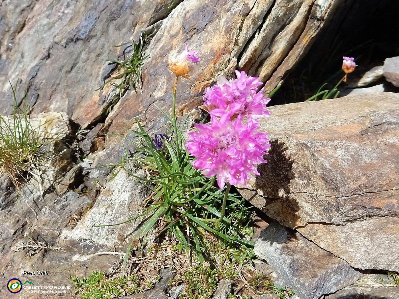 64 Armeria alpina.jpg